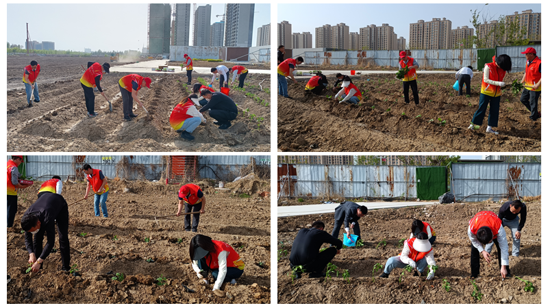 濟(jì)寧華都黨員公益服務(wù)隊(duì)開展“植蔬助困”公益活動(dòng)