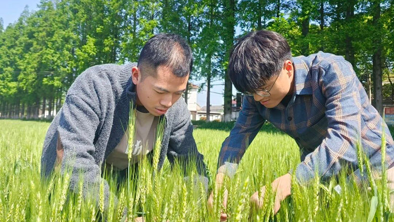 揭秘增產背后的“浙農耘”服務密碼
