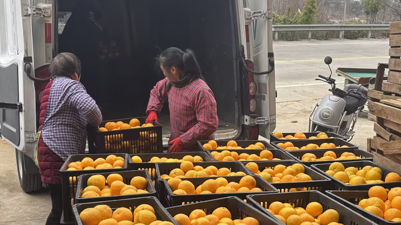 愛(ài)普優(yōu)選暖心助農(nóng) 解建甌甜桔柚滯銷(xiāo)難題